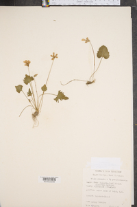 Viola palmata image